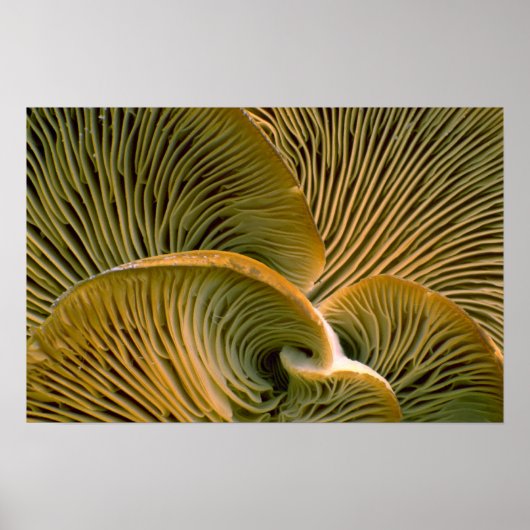 死んだ木のキノコの塊 ポスター (正面)