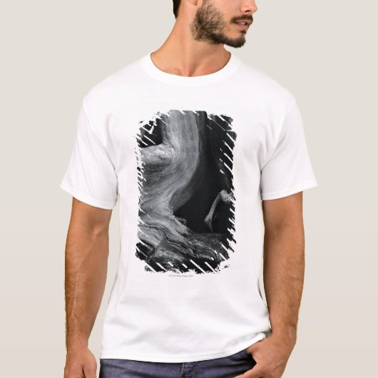 死んだ木の幹 Tシャツ (正面)