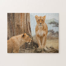 死んだ木をスカウトする雌ライオン