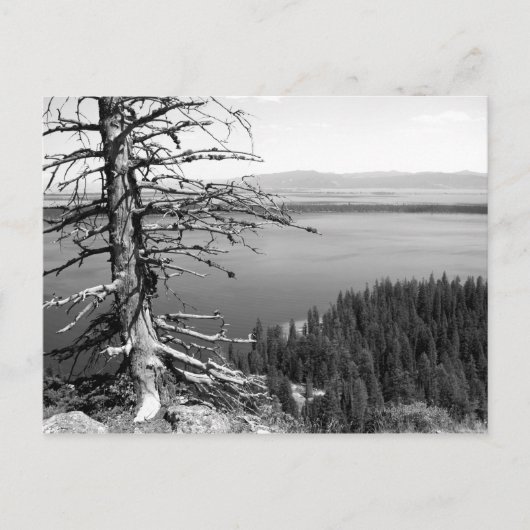 死んだ木、ジェニー湖、グランドティトン、ワイオミング州 ポストカード (正面)