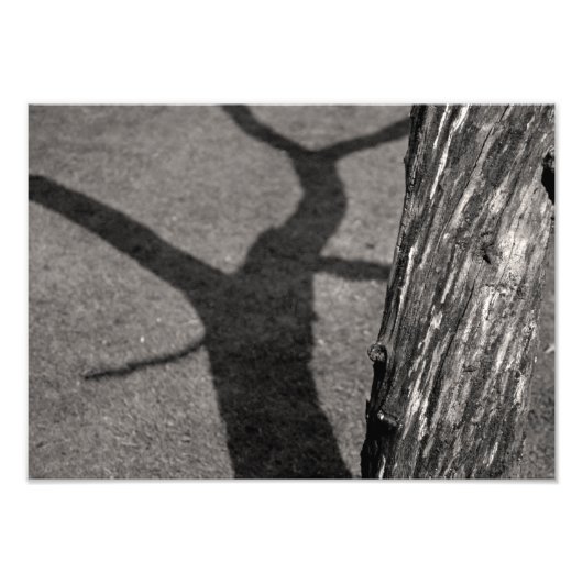 死んだ木 フォトプリント            (正面)