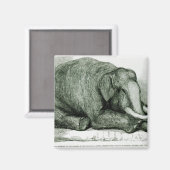 死んだ象 マグネット (正面/裏面)