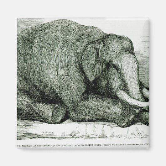 死んだ象 マグネット (正面)