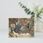 死者の指のきのこ葉書 ポストカード (スタンド正面)