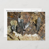 死者の指のきのこ葉書 ポストカード (正面/裏面)