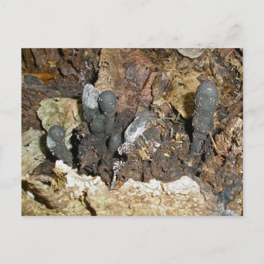 死者の指のきのこ葉書 ポストカード (正面)