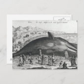 死鯨 ポストカード (正面/裏面)