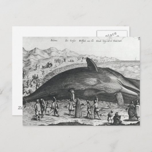 死鯨 ポストカード (正面/裏面)