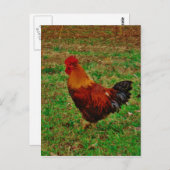 残っているオンドリの直面 ポストカード (正面/裏面)