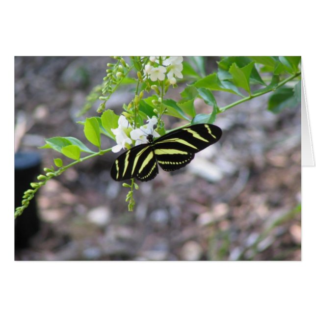 残りの蝶 (正面横)