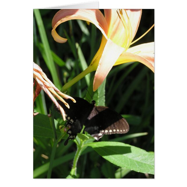 残りの蝶 (正面)