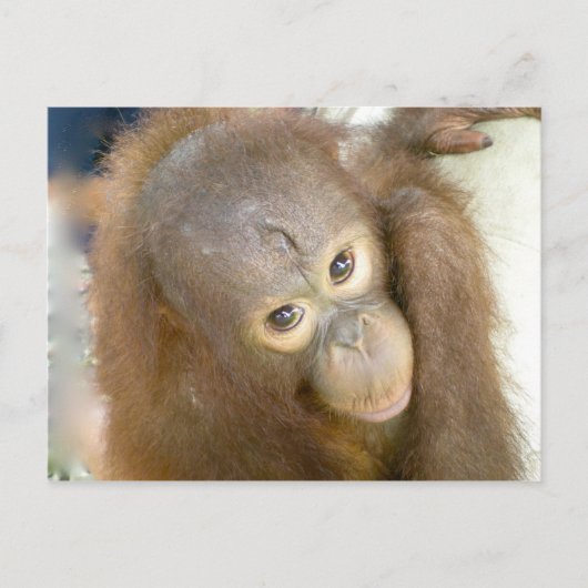 残酷さにノーと言う ポストカード (正面)