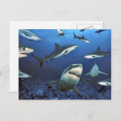 殺しを巡る ポストカード (正面/裏面)