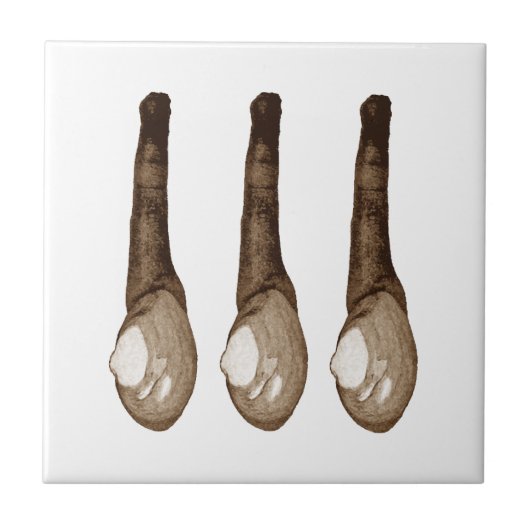 殻が軟らかいハマグリ タイル (正面)