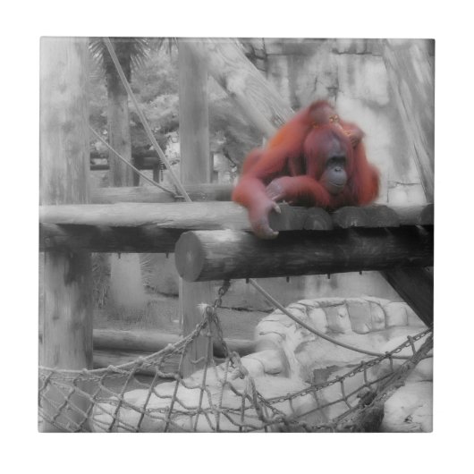 母およびベビーのオランウータン タイル (正面)