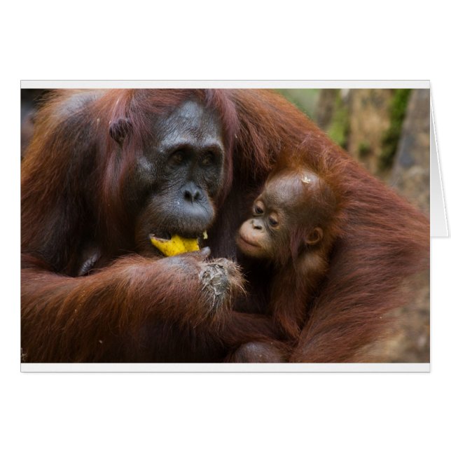 母および息子 (正面横)