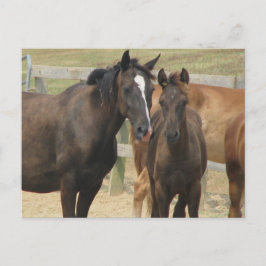 母さん ポストカード