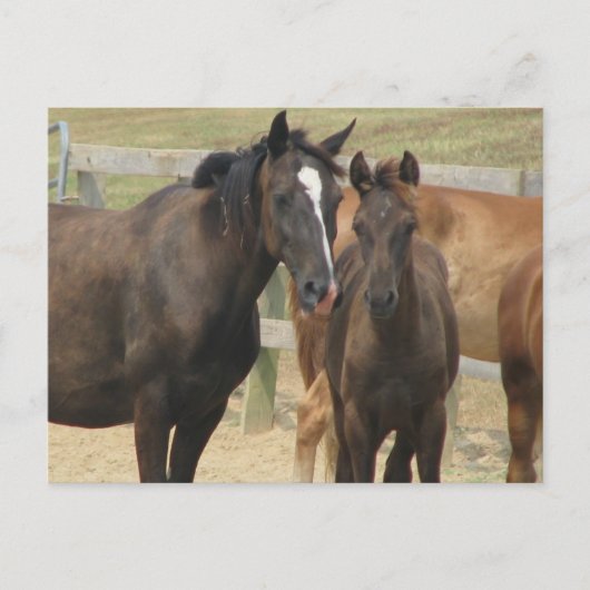 母さん ポストカード (正面)