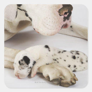 母で眠っている道化師のグレートデーンの子犬 スクエアシール