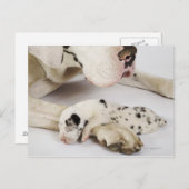 母で眠っている道化師のグレートデーンの子犬 ポストカード (正面/裏面)