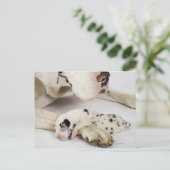 母で眠っている道化師のグレートデーンの子犬 ポストカード (スタンド正面)