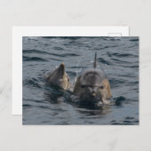 母とベビーのイルカが近づく ポストカード (正面/裏面)