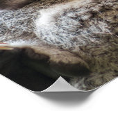 母とベビーのジョーイ・コアラスが抱きしめて眠っている ポスター (角)