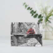 母とベビーオラングタン ポストカード (スタンド正面)