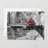 母とベビーオラングタン ポストカード (正面/裏面)