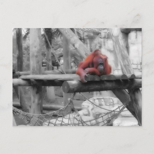 母とベビーオラングタン ポストカード (正面)