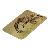 母とベビーマサイキリン，キラファ マグネット (左側)