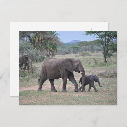 母とベビー象の写真 ポストカード (正面/裏面)