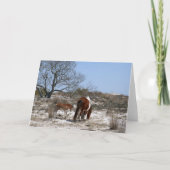 母とベビー馬アットアサーテアグ カード (正面)