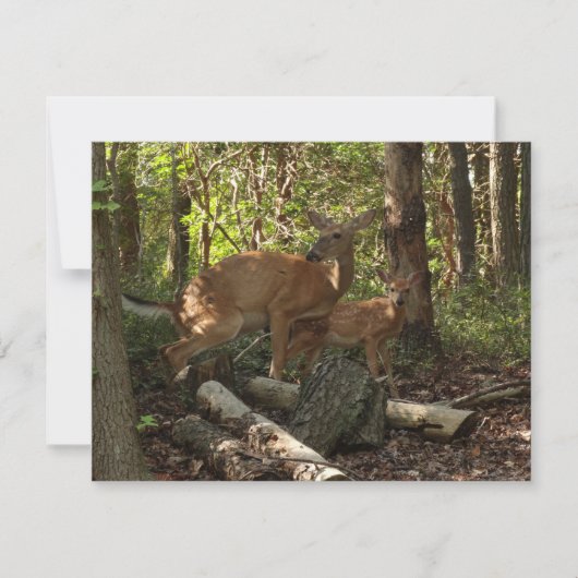 母とベビー鹿アットシェナンドア国立公園 (正面)