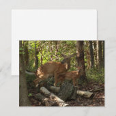 母とベビー鹿アットシェナンドア国立公園 (正面/裏面)