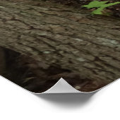 母とベビー鹿アットシェナンドア国立公園 ポスター (角)