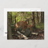 母とベビー鹿アットシェナンドア国立公園 ポストカード (正面/裏面)