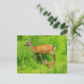 母と子供 – 若い鹿を休む ポストカード (スタンド正面)