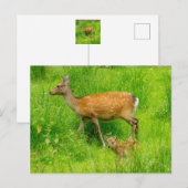 母と子供 – 若い鹿を休む ポストカード (正面/裏面)