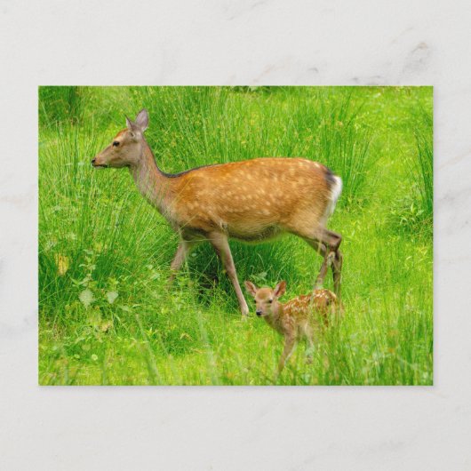 母と子供 – 若い鹿を休む ポストカード (正面)