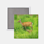 母と子供 – 若い鹿を休む マグネット (正面/裏面)