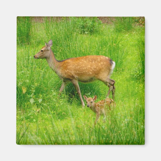 母と子供 – 若い鹿を休む マグネット (正面)