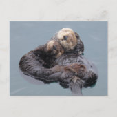 母と子犬の眠る海 ポストカード (正面)