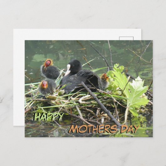 母と母の日はがき ポストカード (正面/裏面)