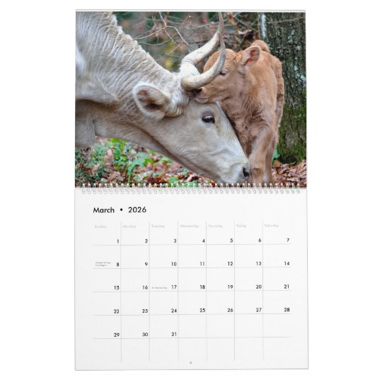 母と赤ちゃん動物カレンダー カレンダー (3月 2026)