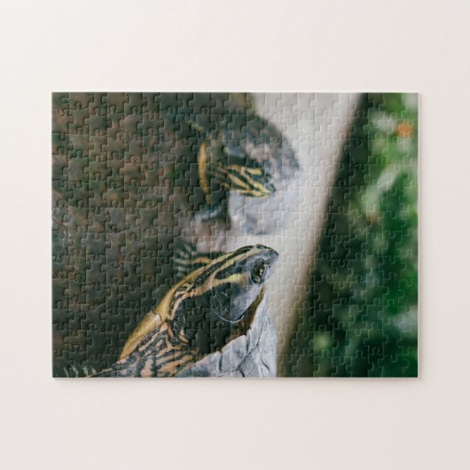 母と赤ん坊の動物の亀の写真動物 ジグソーパズル (横)