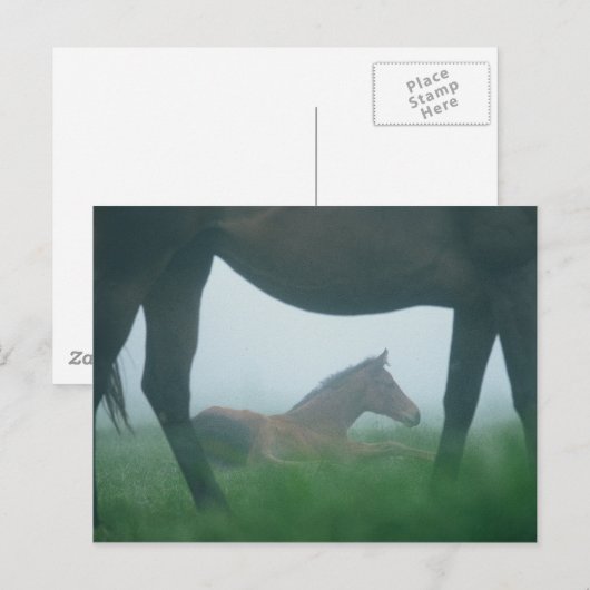 母に囲まれた群れ ポストカード (正面/裏面)