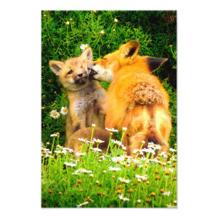 母のキス野生動物自然アートプリント フォトプリント