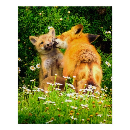 母のキス野生動物自然アートプリント ポスター (正面)