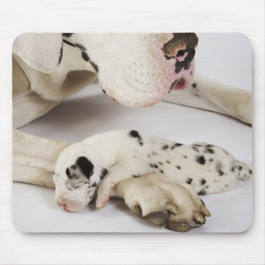 母の上で眠っている大きなダネの子犬 マウスパッド (正面)